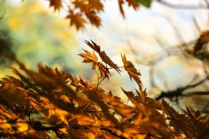 Afvallen in de herfst met gezonde groenten